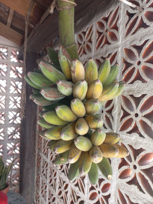 Bananeiras para Produção