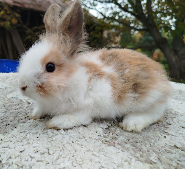 Miniatury króliczków angora