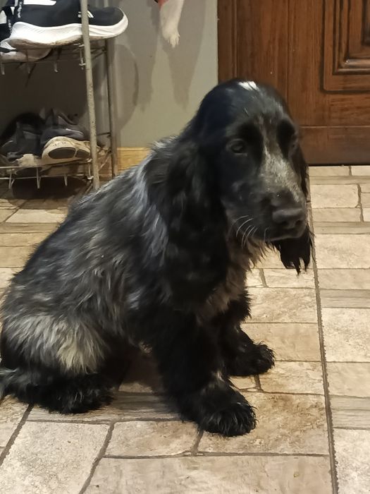 Piesek rasy Cocker Spaniel