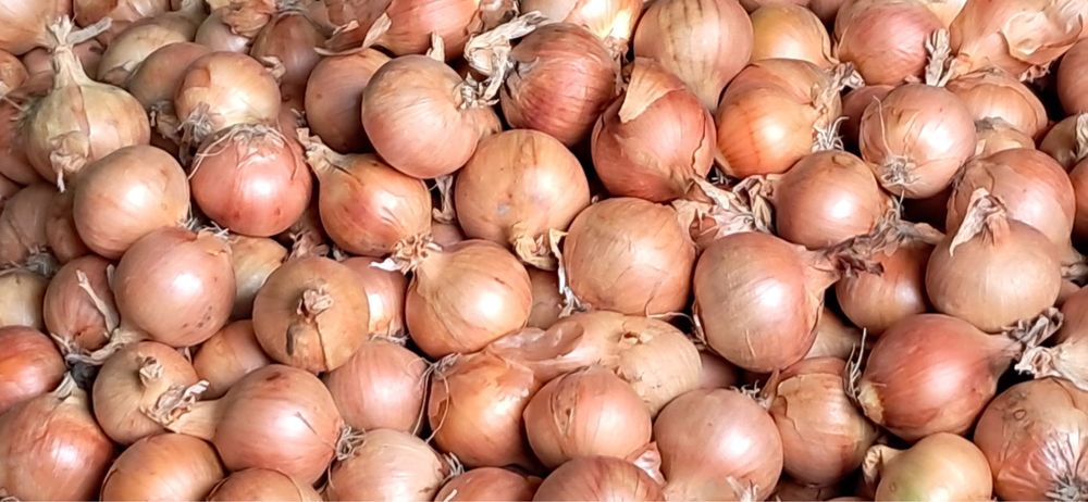 Cebula Prosto Z Gospodarstwa