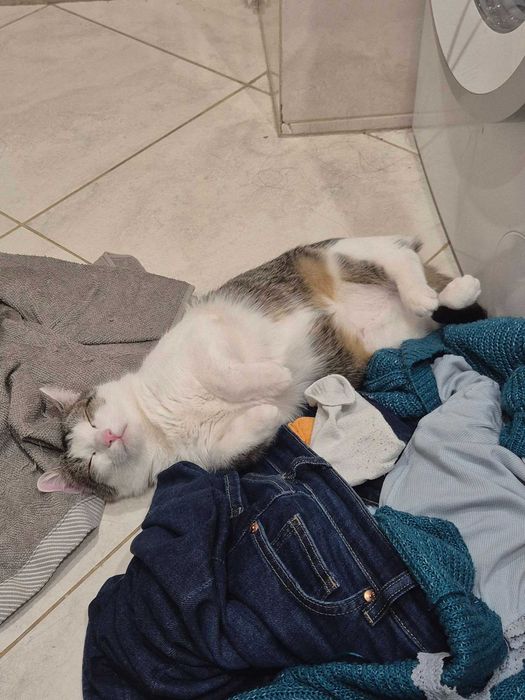 Marcel: Mistrz mruczenia i zawodowy przytulasek szuka domu!