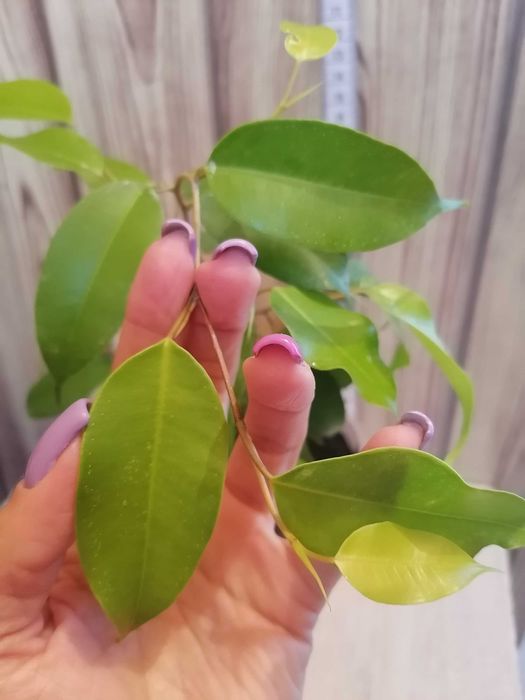 Фикус бенджамина . Фікус бенджаміна Естер (неон). Кімнатні рослини