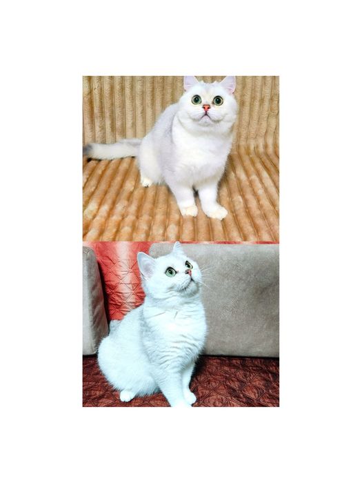 Срібляста шиншила кішечка