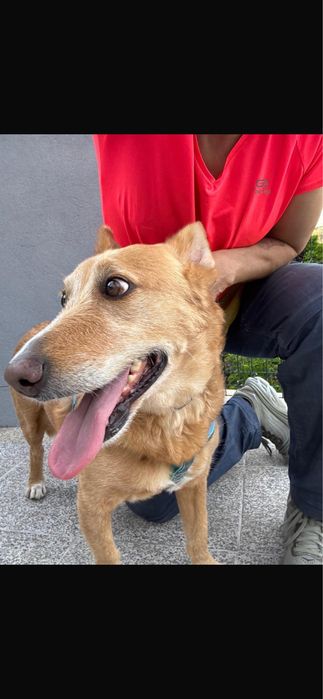 Cão para adoção responsável