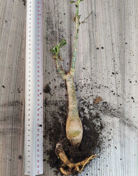 Adenium obesum róża pustyni sadzonka #3