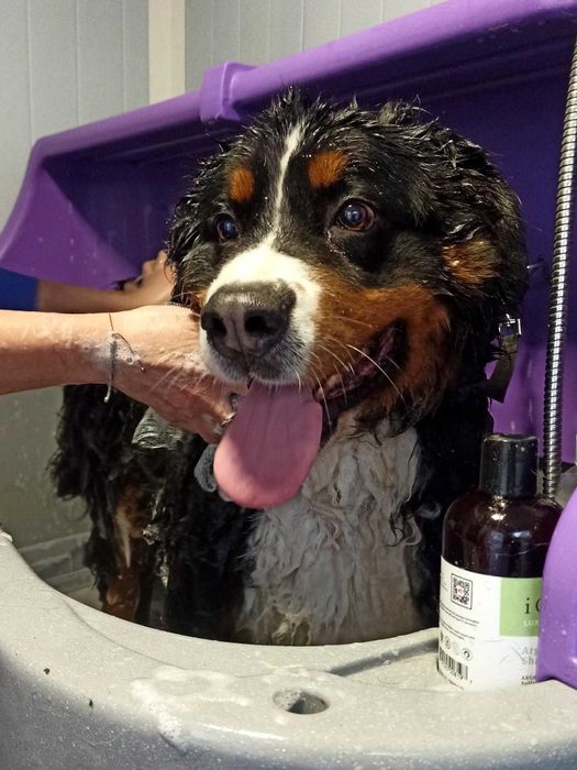 Profesjonalne zabiegi pielęgnacyjne dla wszystkich psów