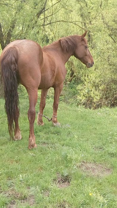 Продам кобилу 8 років