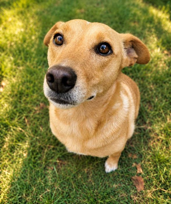 Cadela jovem, esterilizada e muito sociável