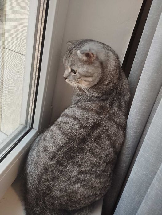 Передержка кошек и котов