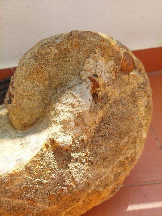 Fóssil Nautilus e amonite