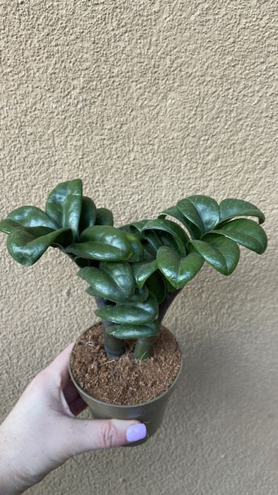 Заміокулькас Зензі -9 горщик , висота-20 см- 480 грн