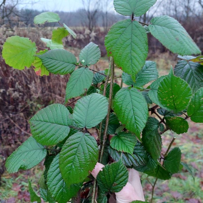dla p.Tomasza pakiet pędów jeżyn leśnych dla straszyków