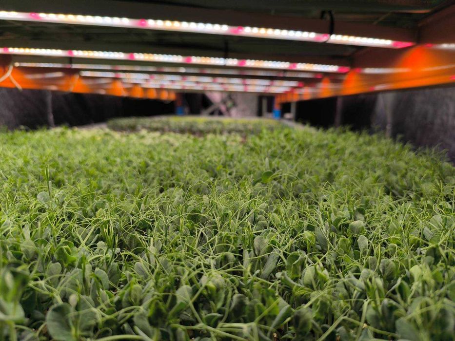 Gotowa farma microgreens "pod klucz" – przejmij kompletną farmę od zaraz.