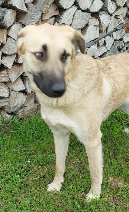 Blondyn pies szuka domu