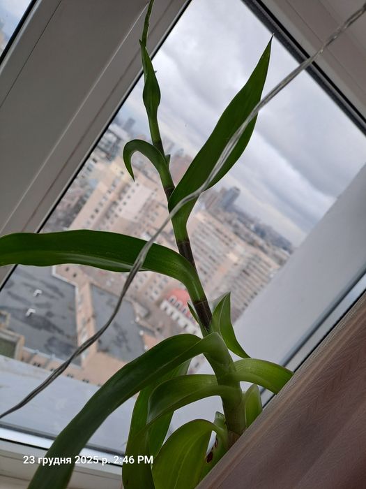 Золотий ус  квітка