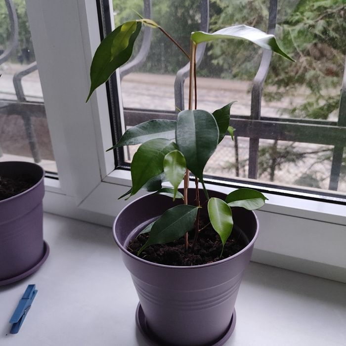 Фікус бенджаміна, молодий