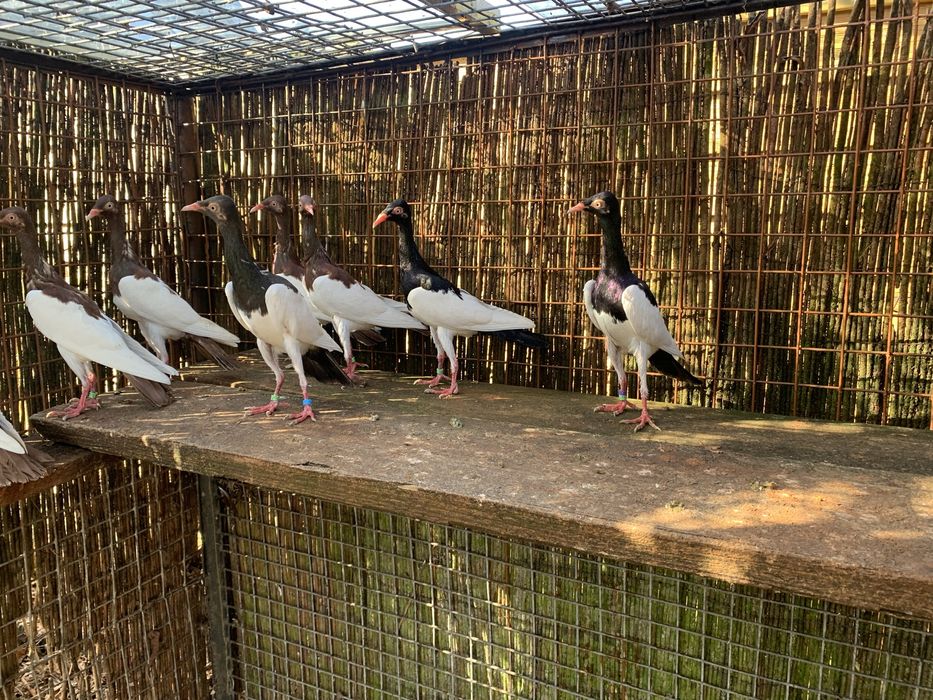 Sroka  Łowica , stoki.