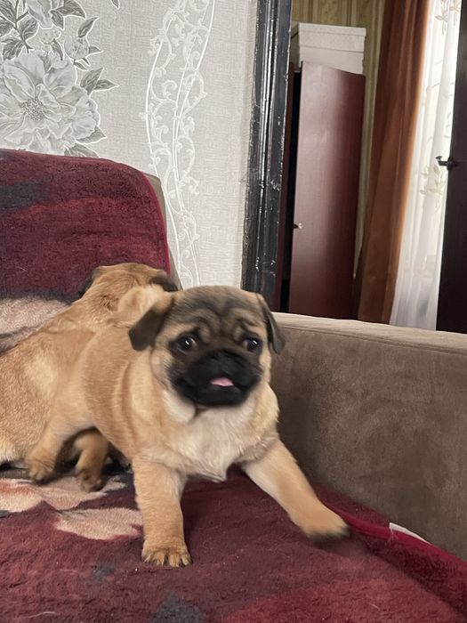 Мопс цуценя, мопс щенок , чихуа, гриффон, пти брабансон, бишон