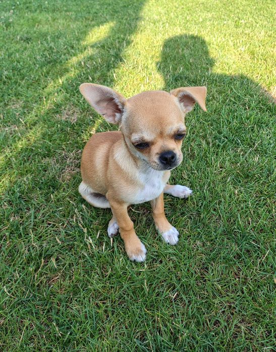 Chihuahua krótkowłosa suczka
