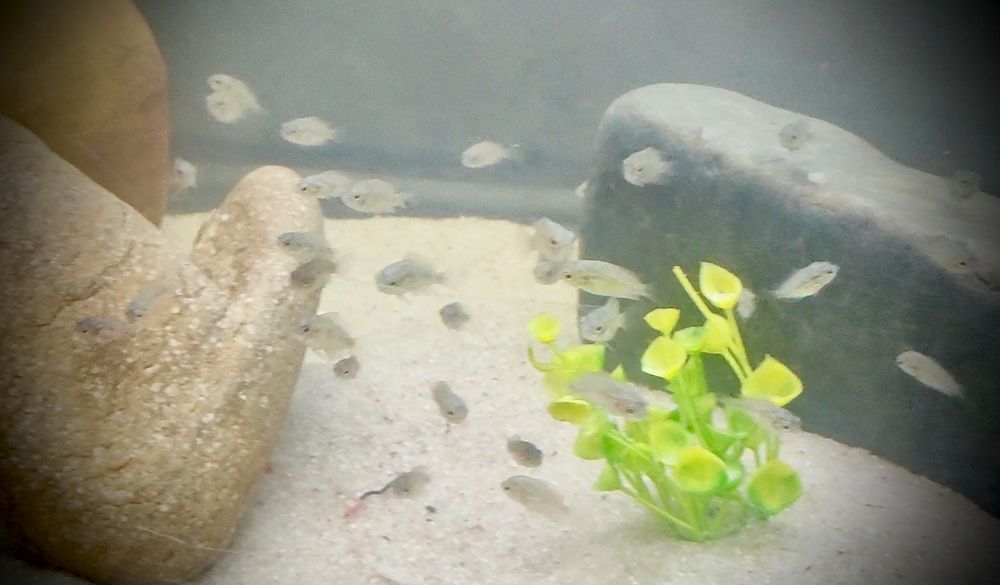 Ciclídeo Herotilapia Multispinosa