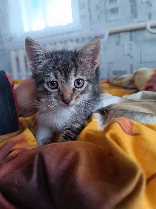 ласковые малыши очень ждут, когда хоть кто-то их полюбит.