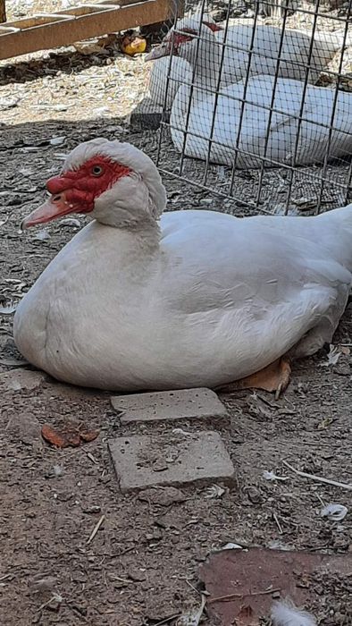 Яйця мускусних качок.