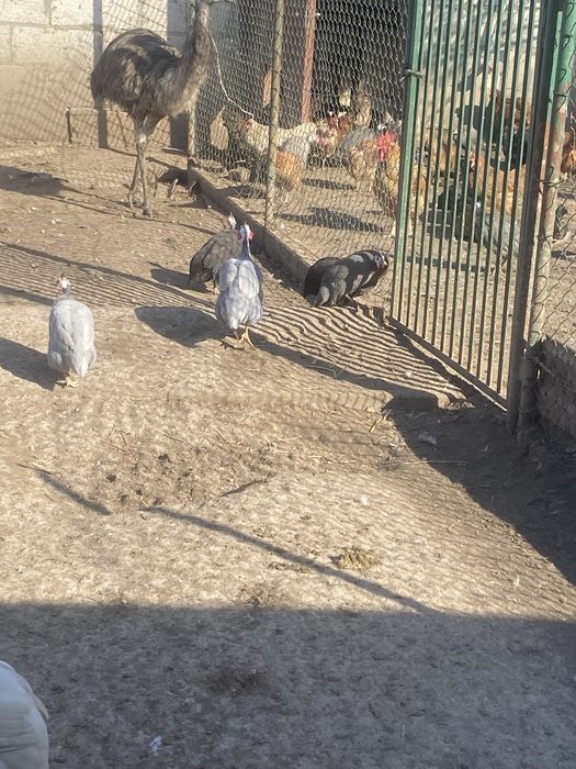 Perlice, perliczki, pentarki -brojler