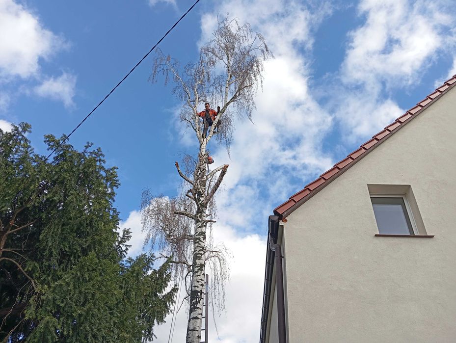 Wycinka drzew bez podnośnika