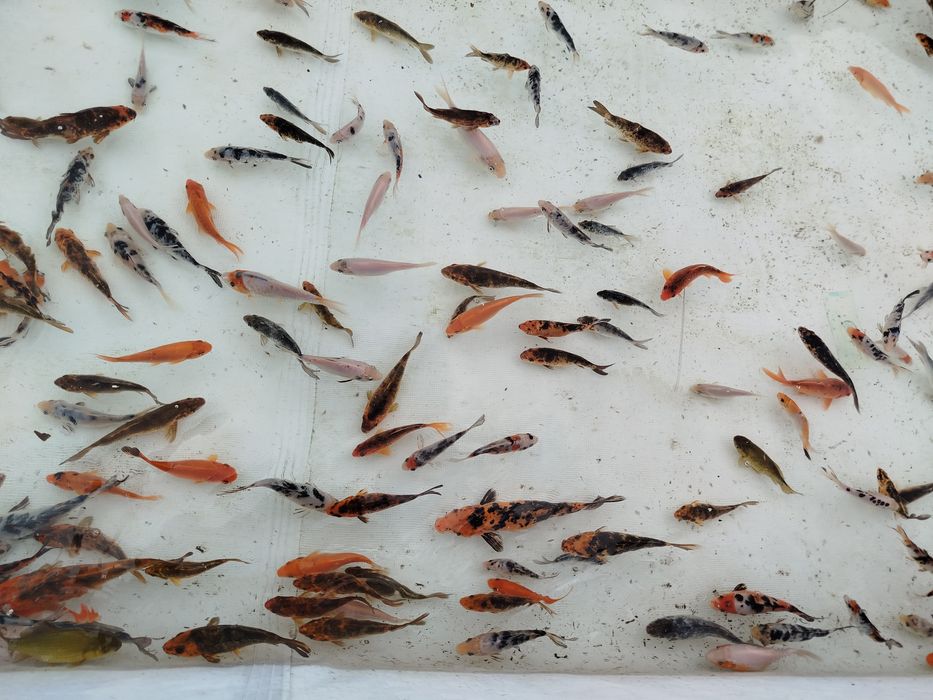 Karp karpie koi sprzedam