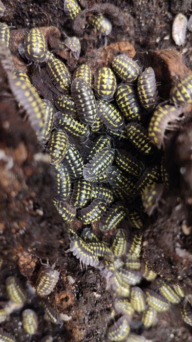 Isopody Armadillidium gestroi (prosionki)