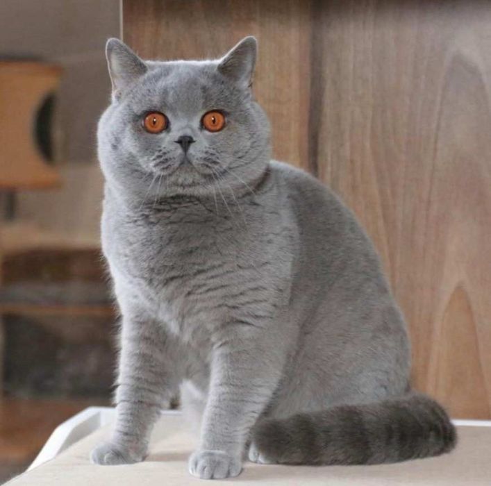 Kot brytyjski kotek Rezerwacja