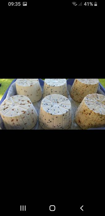 Sery kozie. Gospodarstwo ekologiczne.