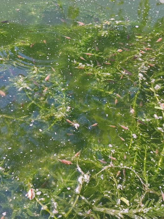 Peixes de aquário ou lago de água fria