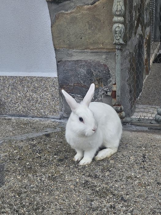 Coelhos anões  brancos