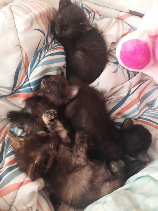 Duas Princesas à Procura de uma Família