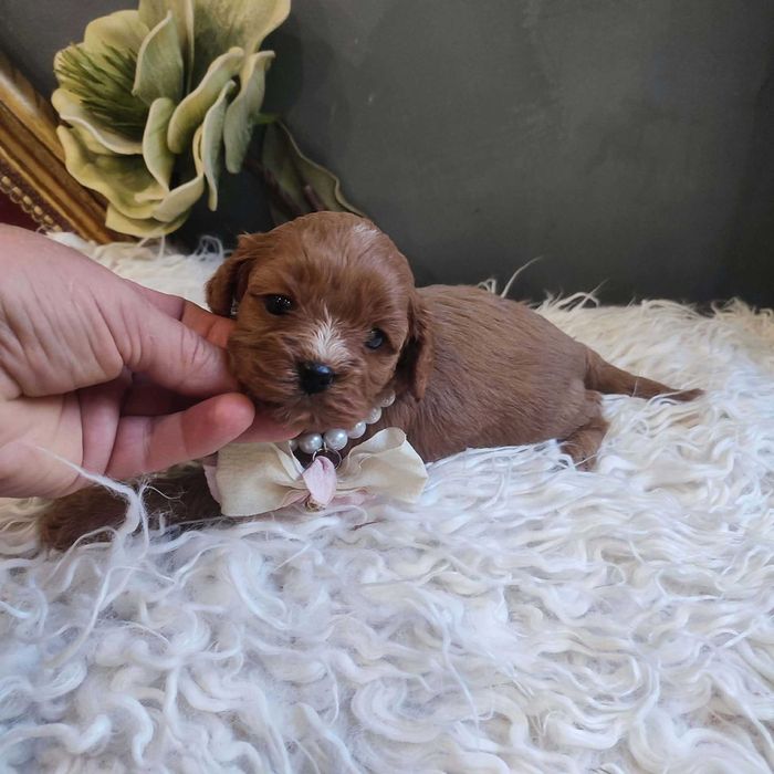 Cavapoo  - cude dziewczyny   do rezerwacji.