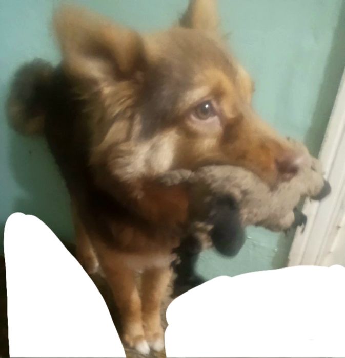 Віддам цуценя підлітка в добрі руки