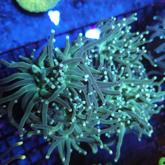 Euphyllia glabrescens 1H Akwarystyka morska