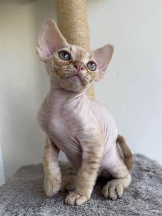 Devon Rex - rudy kocurek, kocię FPL