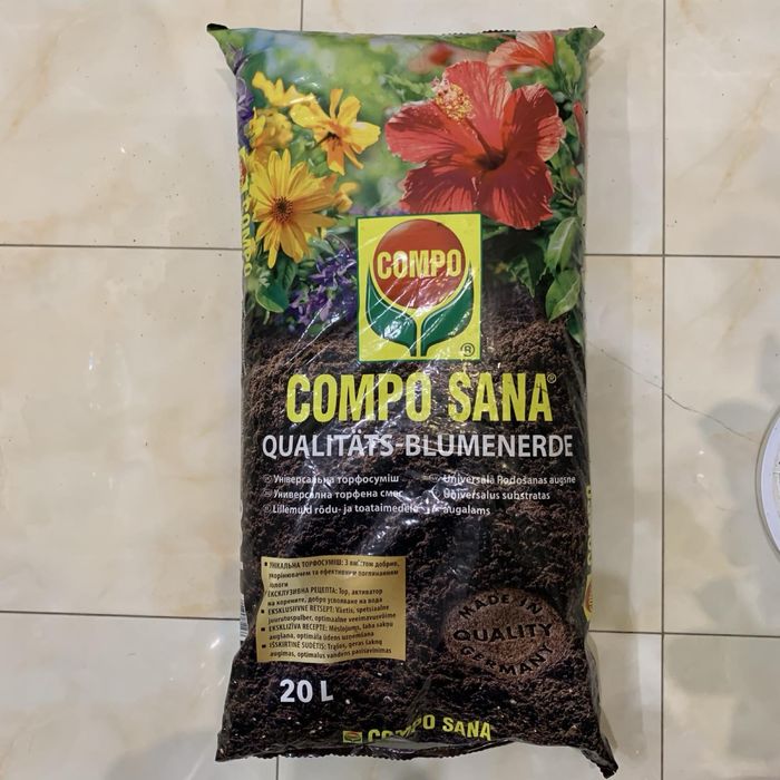 Толстянка (денежное дерево) сплетена из 2-х расений в немецком грунте