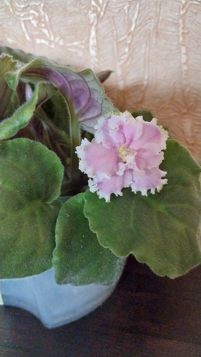 Фіалка сенполія кімнатна