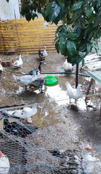 Vende-se Patos mudos e galinhas