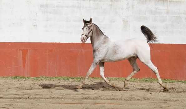 Poldra Luso Warmblood desportiva com 1.5 anos
