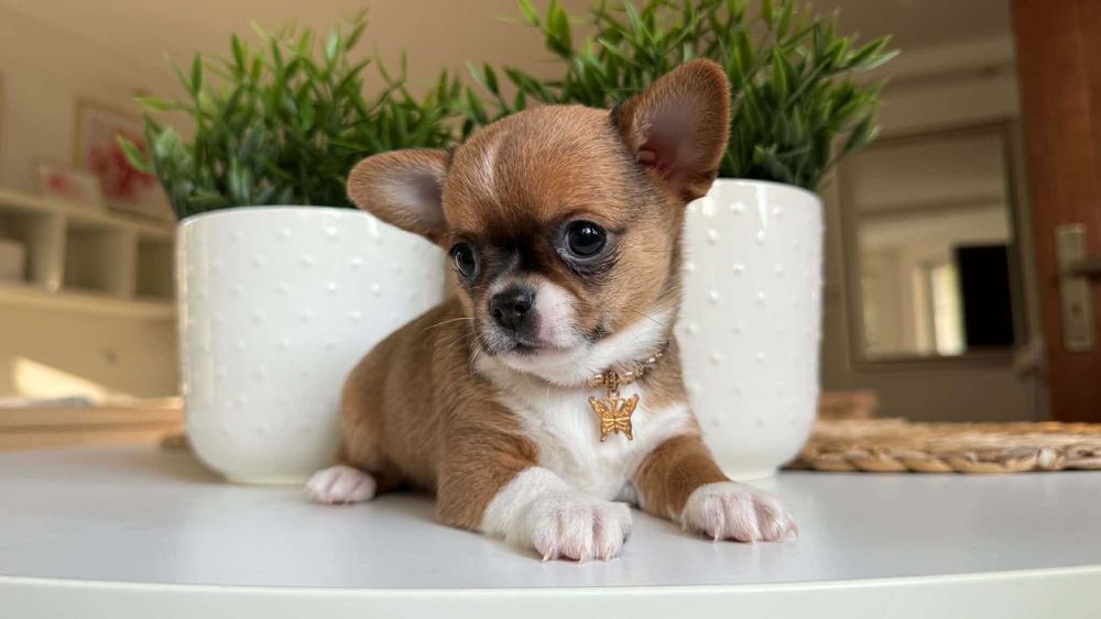 Dziewczynka Chihuahua z Rodowodem Miniaturka Gaya Tricolor 1,8kg