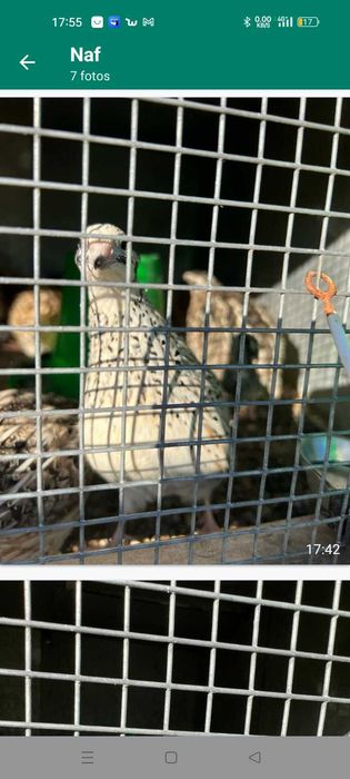 Codornizes 6 a 7 semanas a por ovos