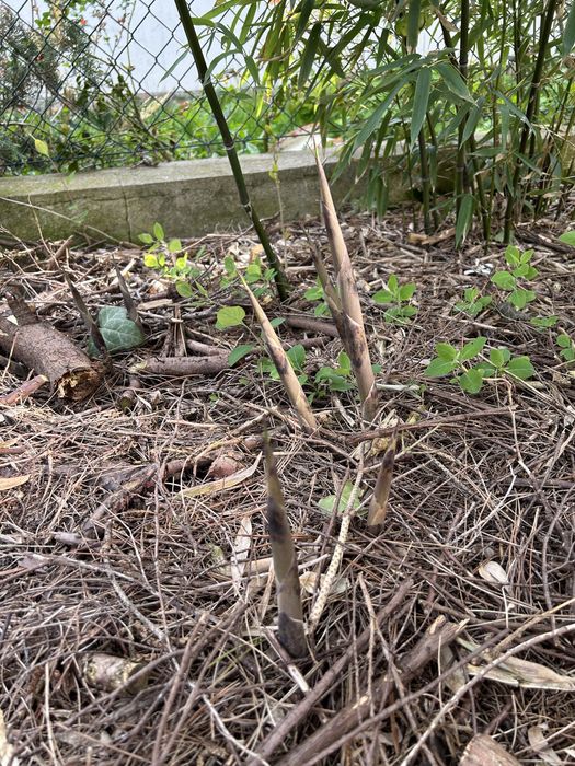 Bambus drzewiasty Phyllostachys Nuda