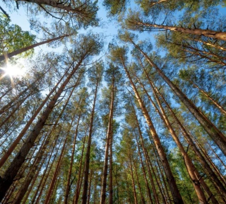 Земельна ділянка!Лісова Буча!41сотка!Р-н Тоскани!Під будівництво!