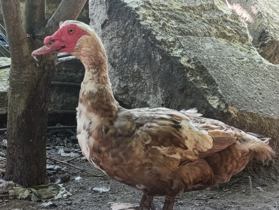 Продається качур тяжкої  німецької лінії