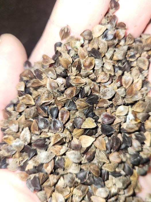 Sprzedam grykę 2 zł