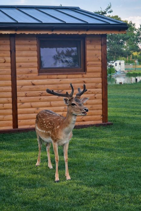 Domek Letniskowy Mazury- Łowisko Muławki (WOLNE TERMINY)